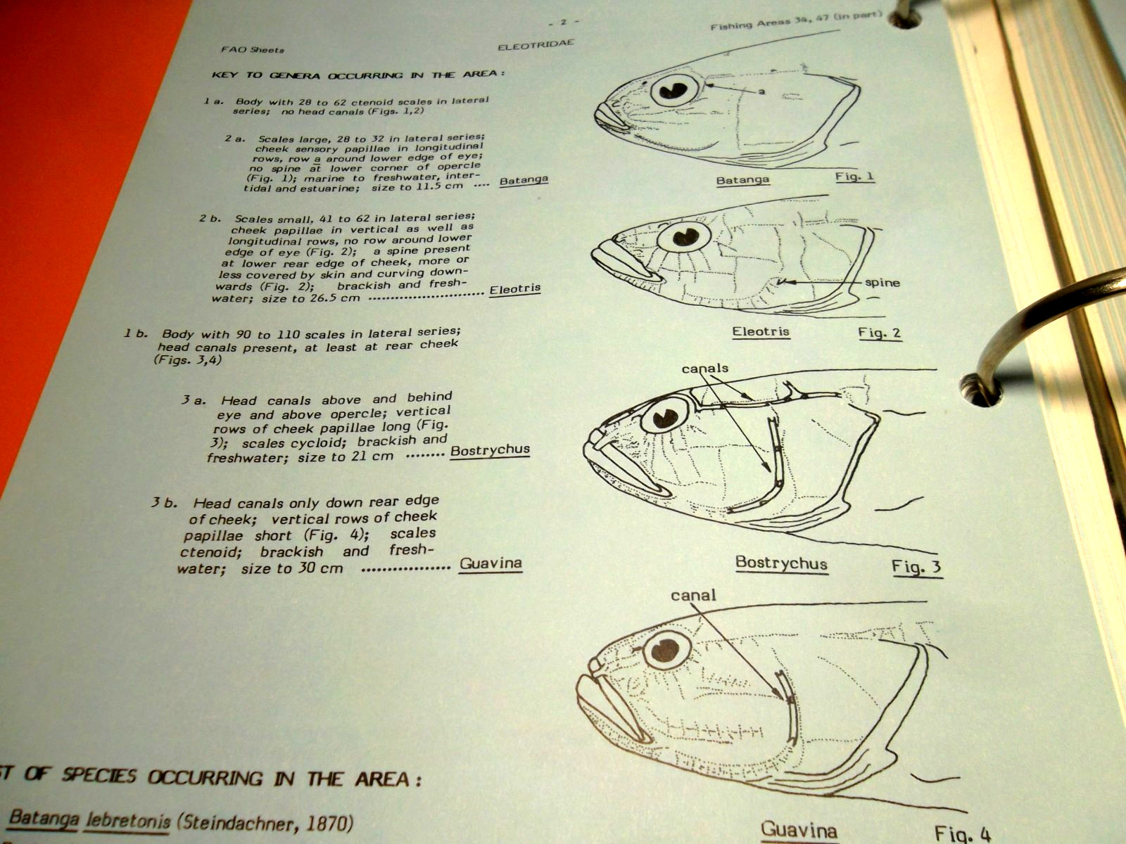 Eastern Central Atlantic Fishing Area 34, 47 (in part) VOLUME 2: Bony Fishes/Fam