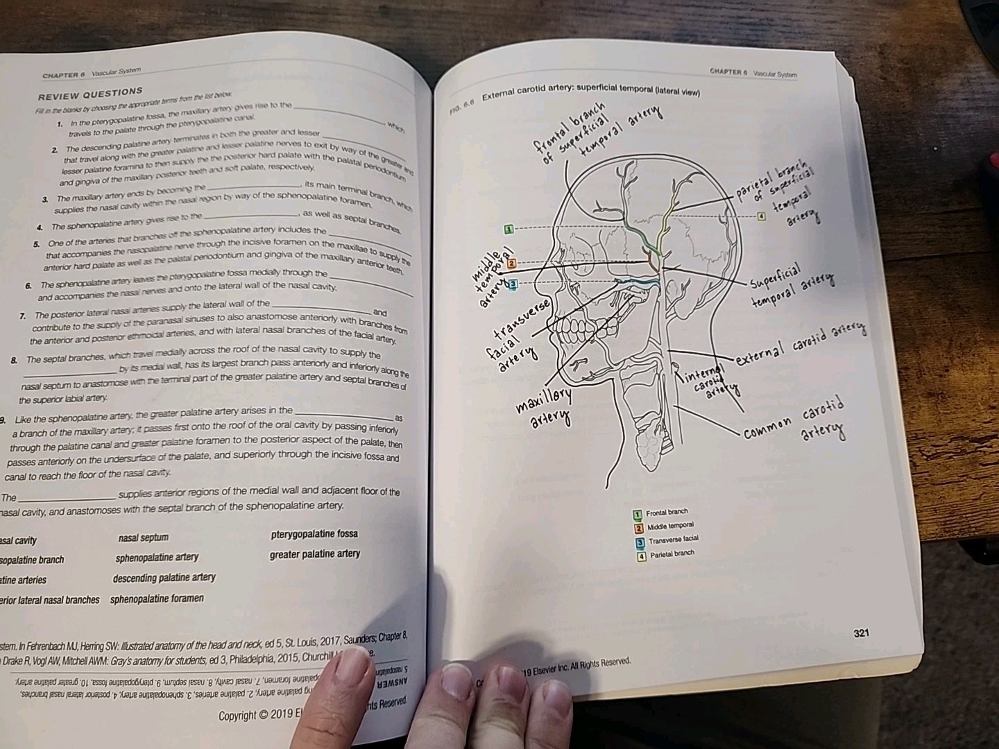 Dental Anatomy Coloring Book – Paperback, by Fehrenbach RDH MS Margaret – ACCEPT