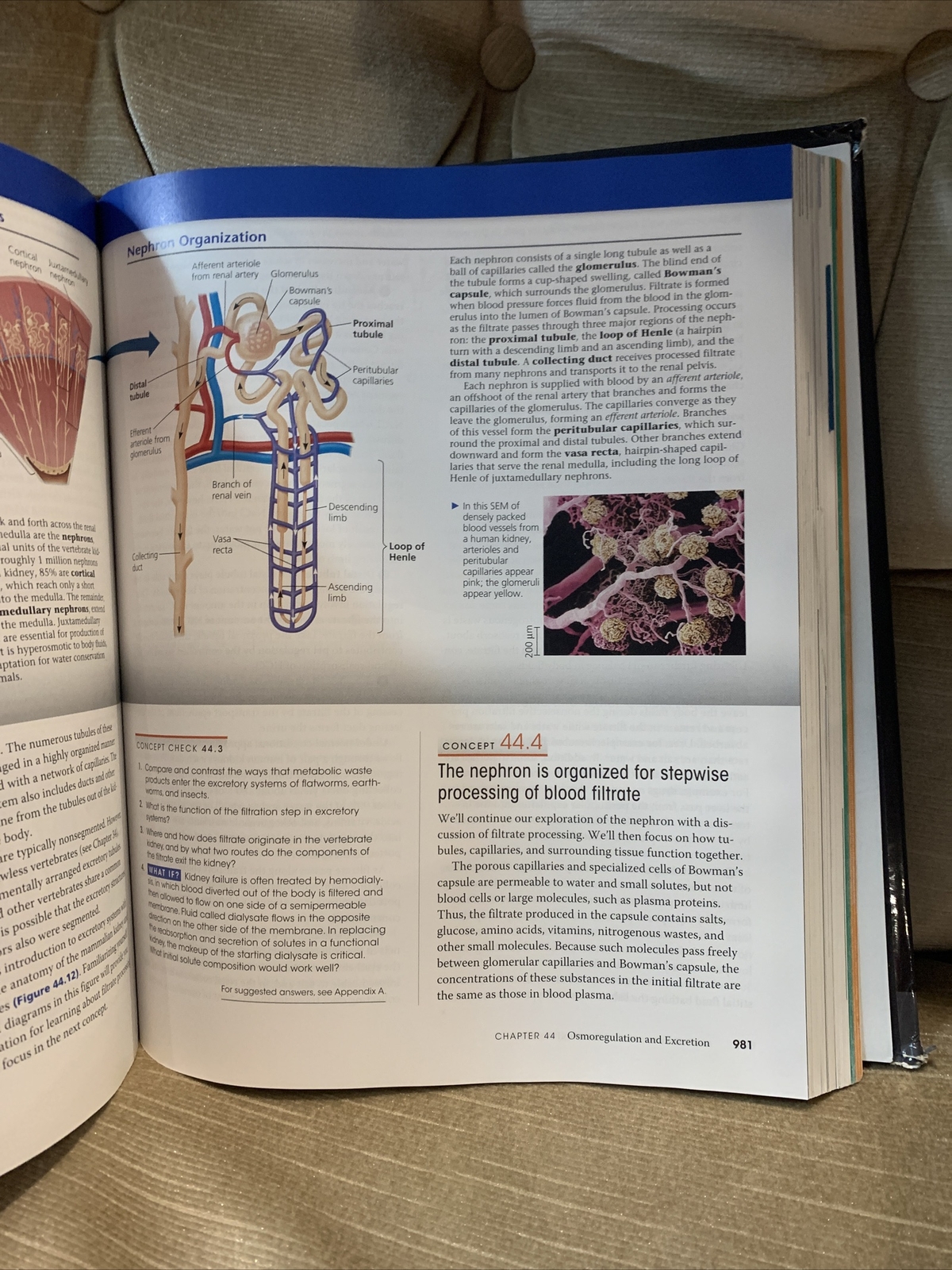 Campbell Biology by Lisa A. Urry, Peter V. Minorsky, Robert B. Jackson, Michael