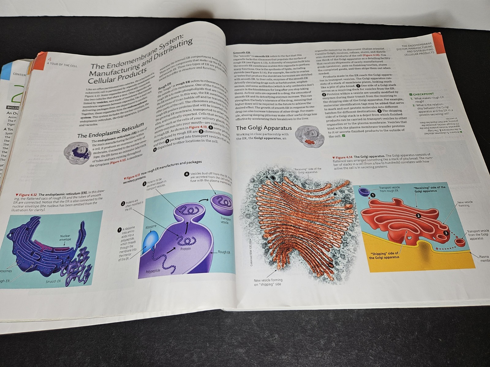 Campbell ESSENTIAL BIOLOGY with Physiology, 6th Ed by Simon, 2019 PB, Used