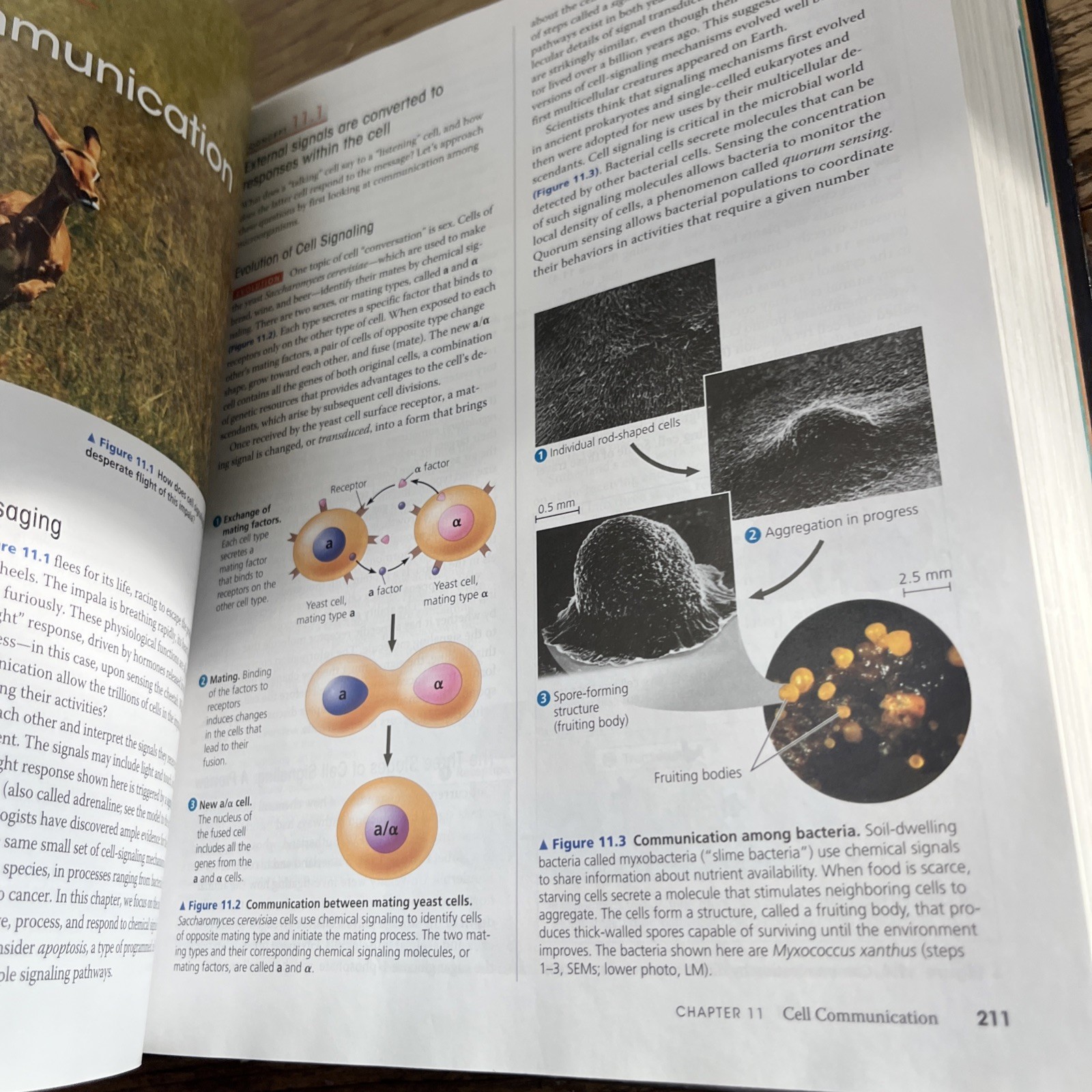 Campbell Biology by Peter V. Minorsky, Robert B. Jackson, Michael L. Cain, Lisa