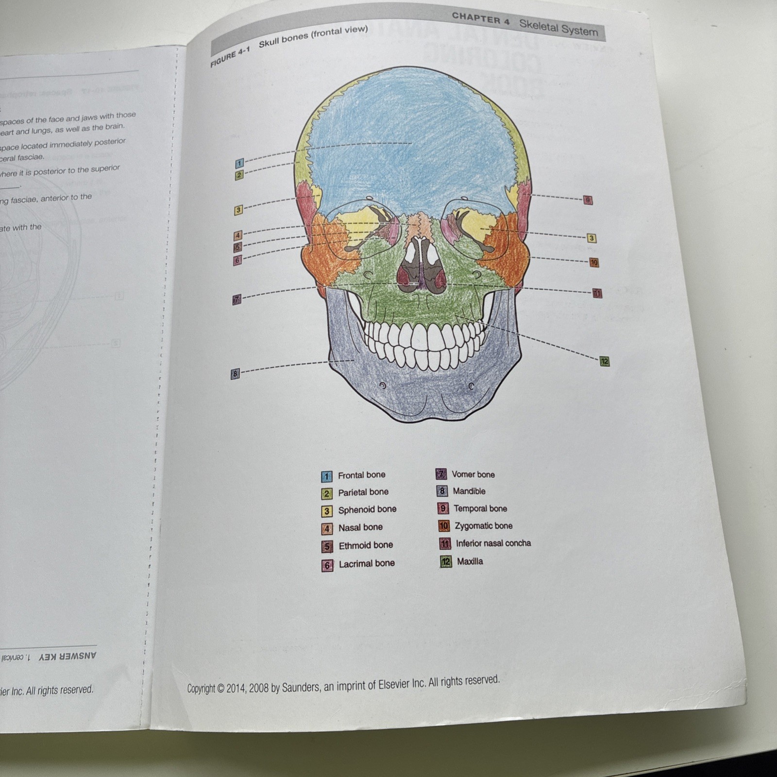 Dental Anatomy Coloring Book