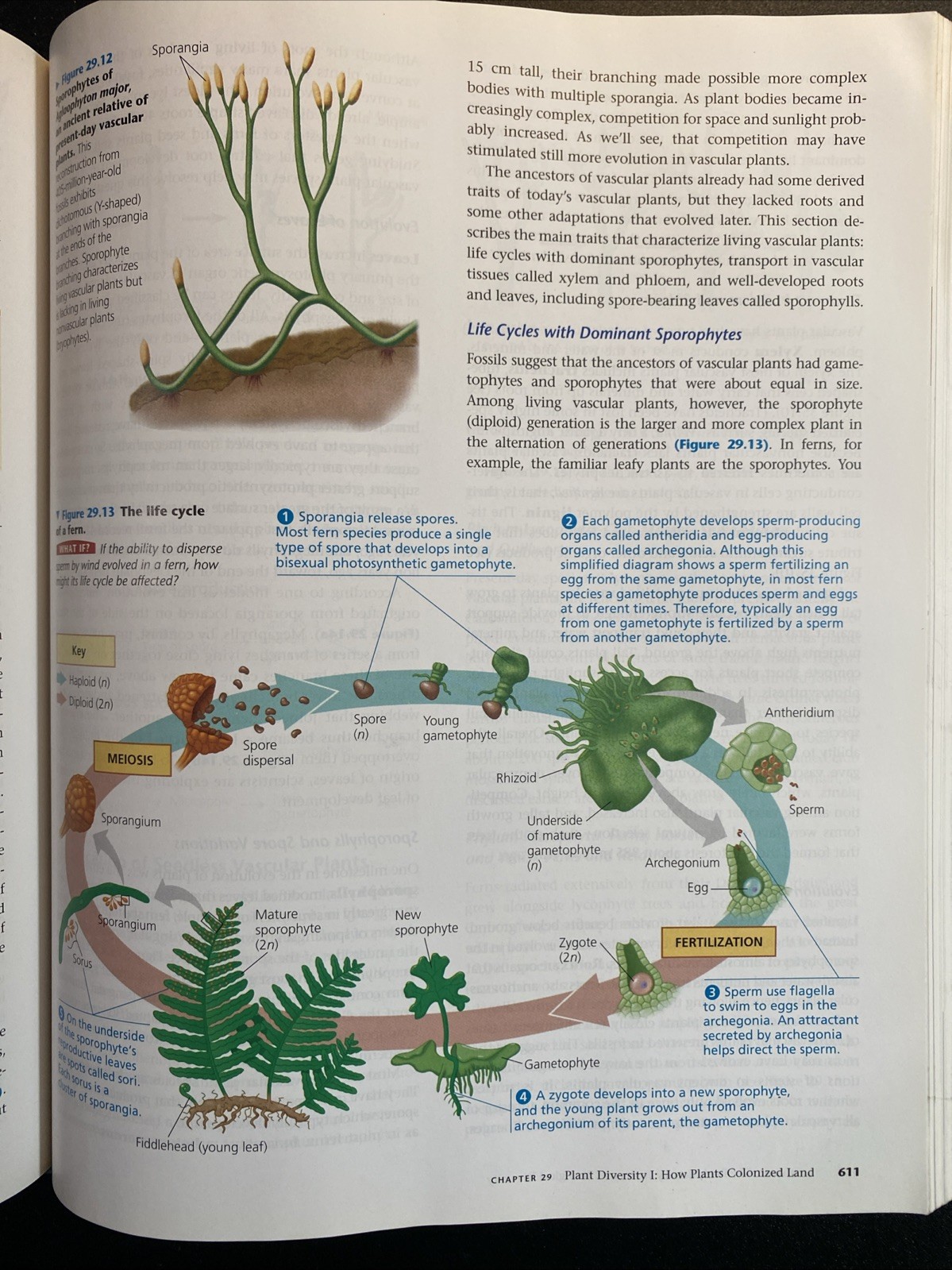 Campbell Biology by Peter V. Minorsky and Neil A. Campbell (2010, Hardcover)