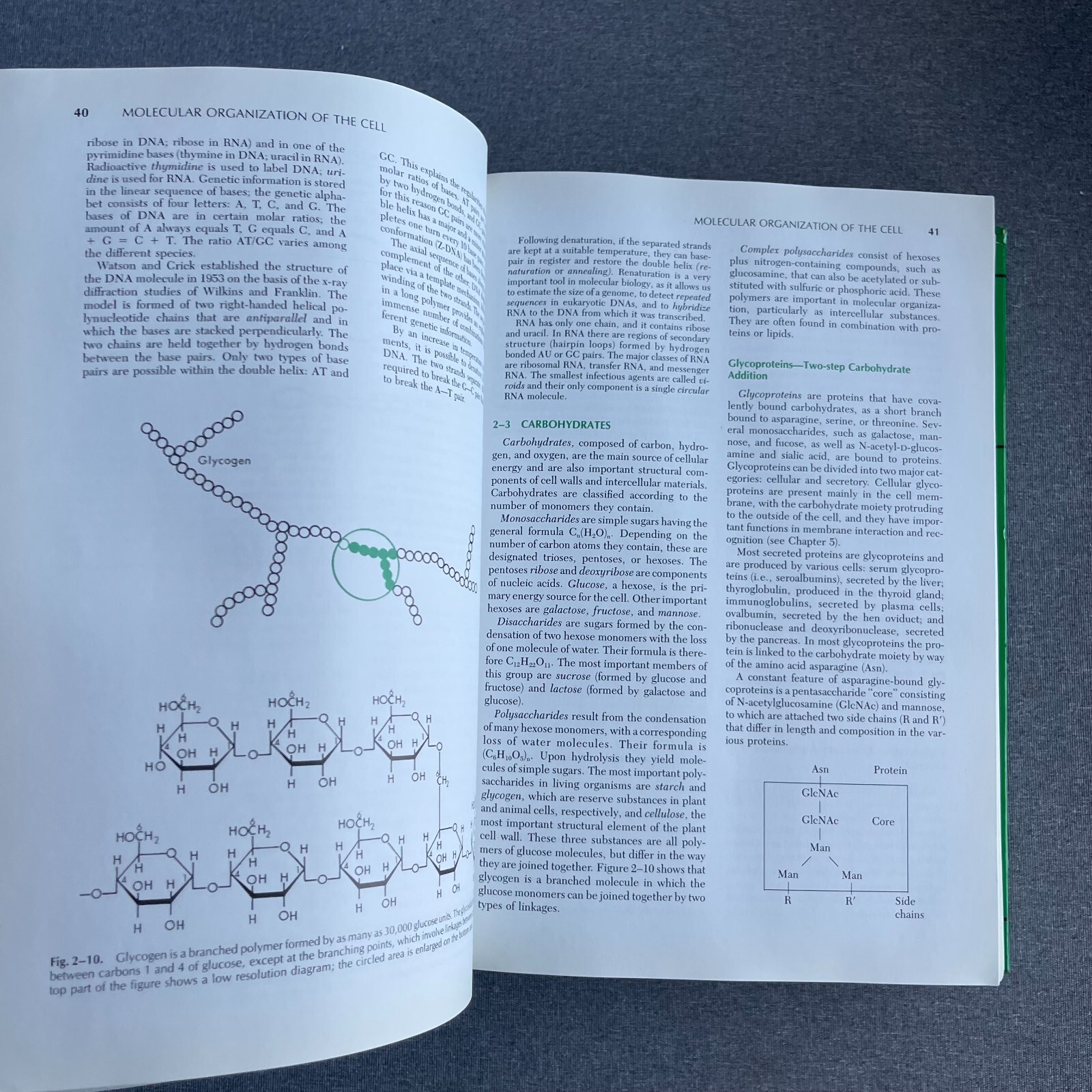 Cell and Molecular Biology Hardcover E. D., De Robertis, E. M., J