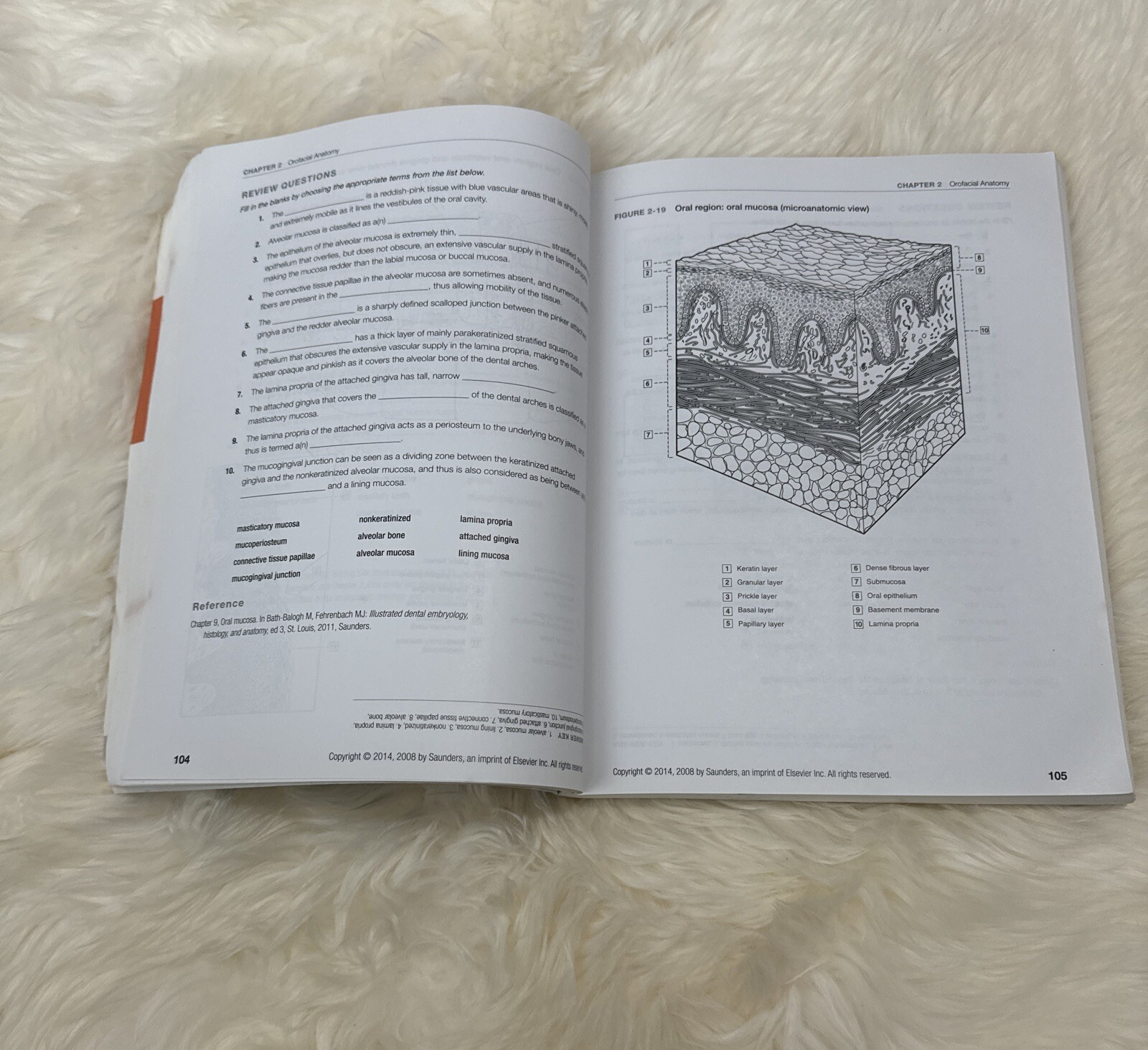 Dental Anatomy Coloring Book 2nd Edition 978-1-4557-4589-0+US SELLER+FREE SHIP