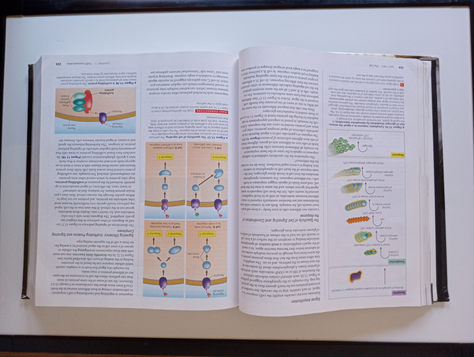 Campbell Biology by Peter V. Minorsky, Robert B. Jackson, Michael L. Cain, Lisa