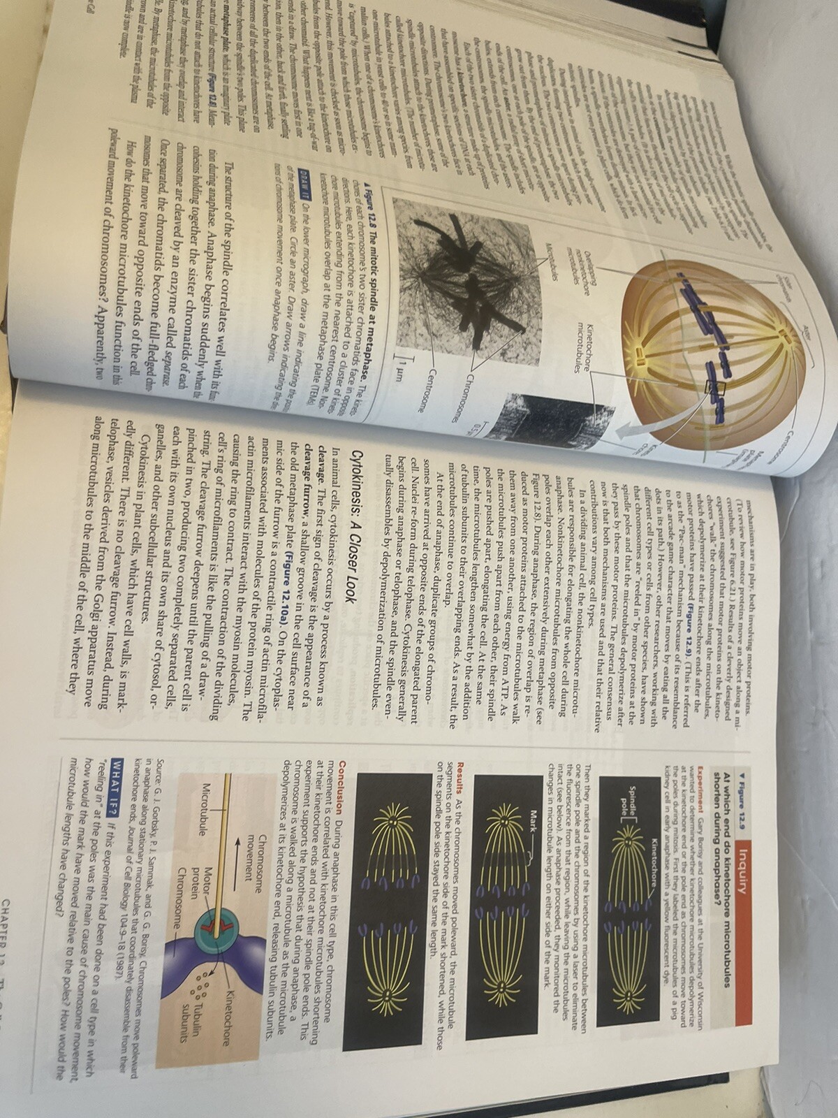 Campbell Biology by Lisa A. Urry, Peter V. Minorsky, Robert B. Jackson, Michael