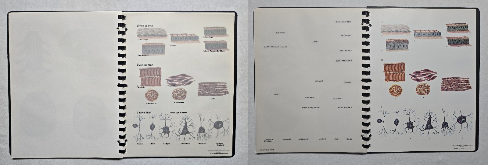Schick Notebook Charts Human Anatomy Softcover Spiral Bound Book (1987)