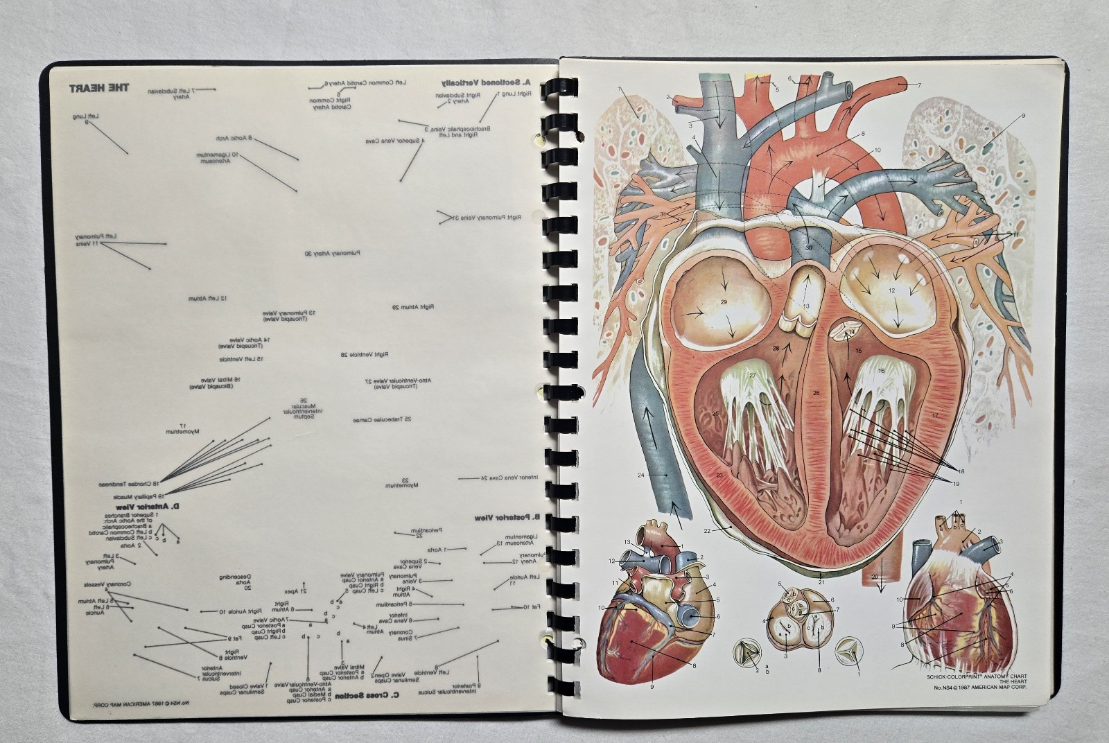 Schick Notebook Charts Human Anatomy Softcover Spiral Bound Book (1987)