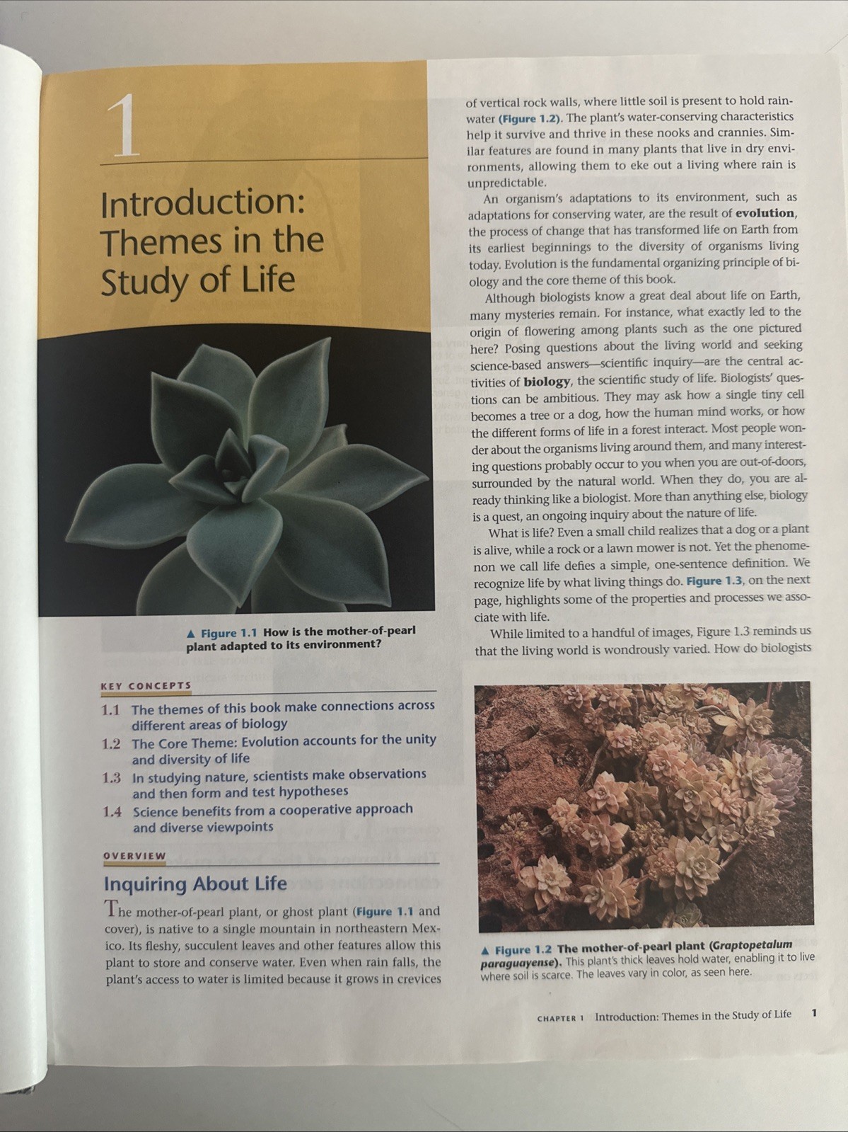 Campbell Biology by Peter V. Minorsky, Robert B. Jackson, Michael L. Cain, Lisa