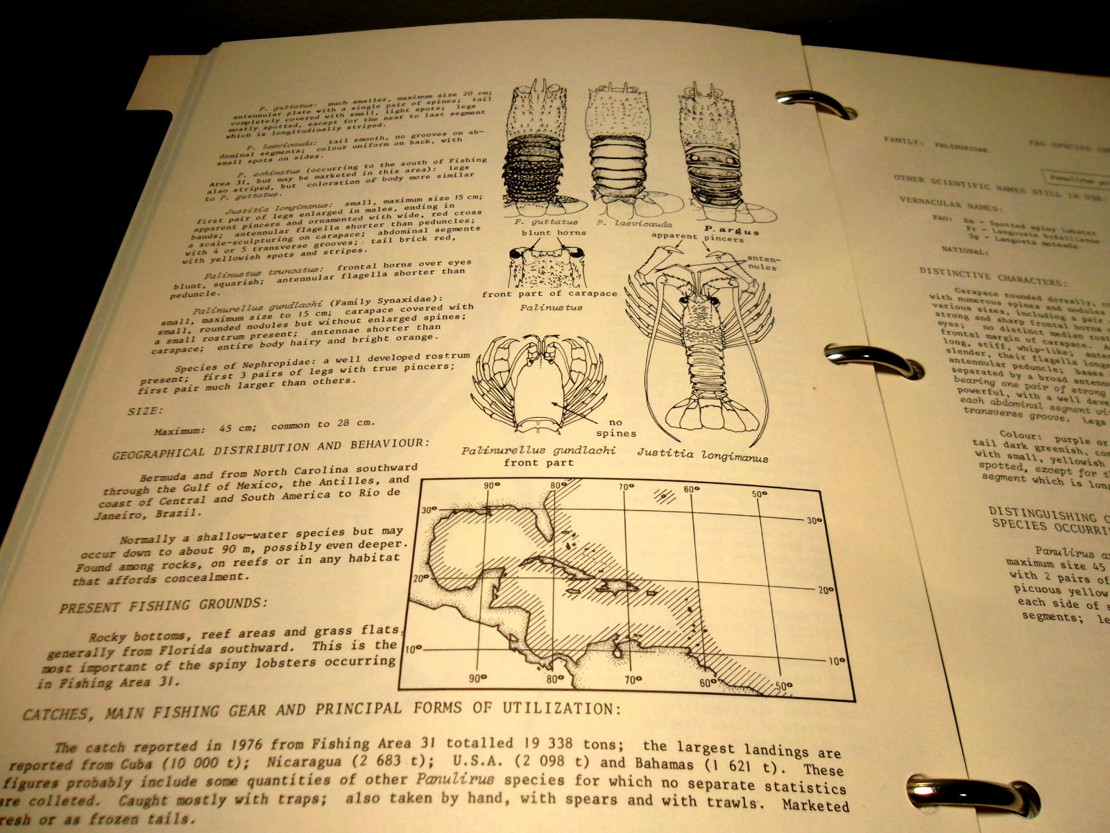 Western Central Atlantic Fishing Area 31- VOLUME 6: Lobsters, Shrimps and Prawns