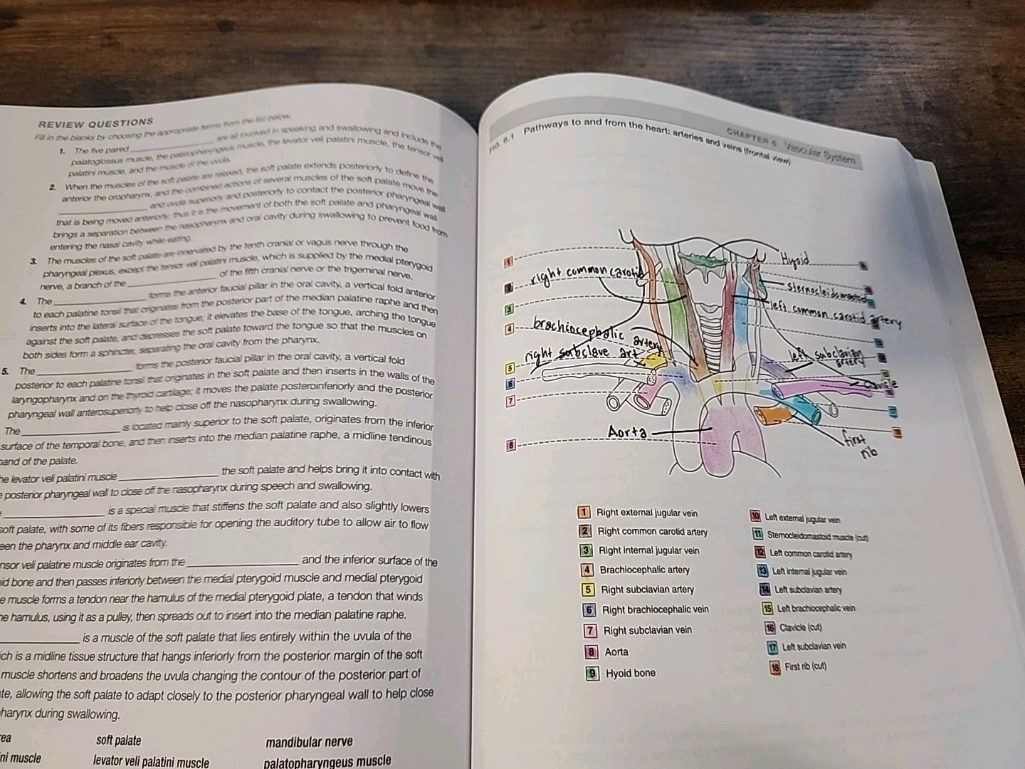 Dental Anatomy Coloring Book – Paperback, by Fehrenbach RDH MS Margaret – ACCEPT