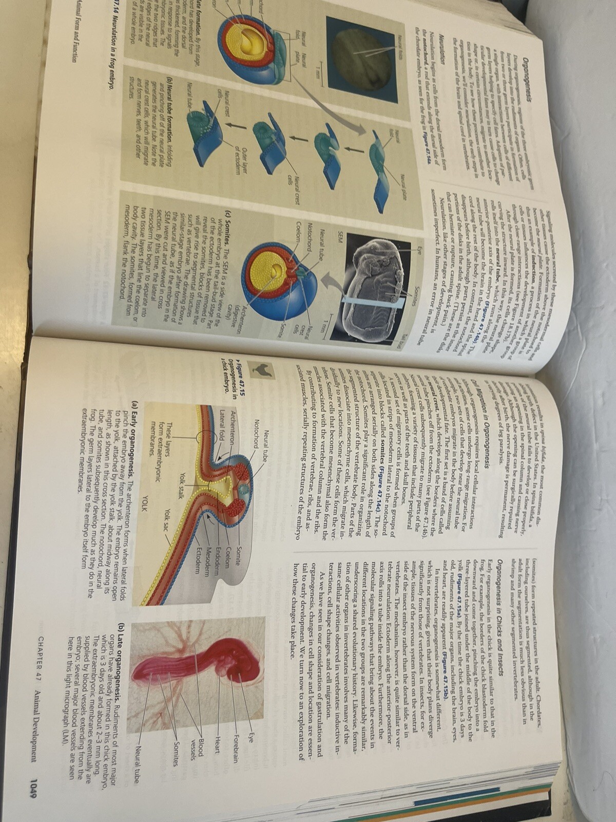 Campbell Biology by Lisa A. Urry, Peter V. Minorsky, Robert B. Jackson, Michael