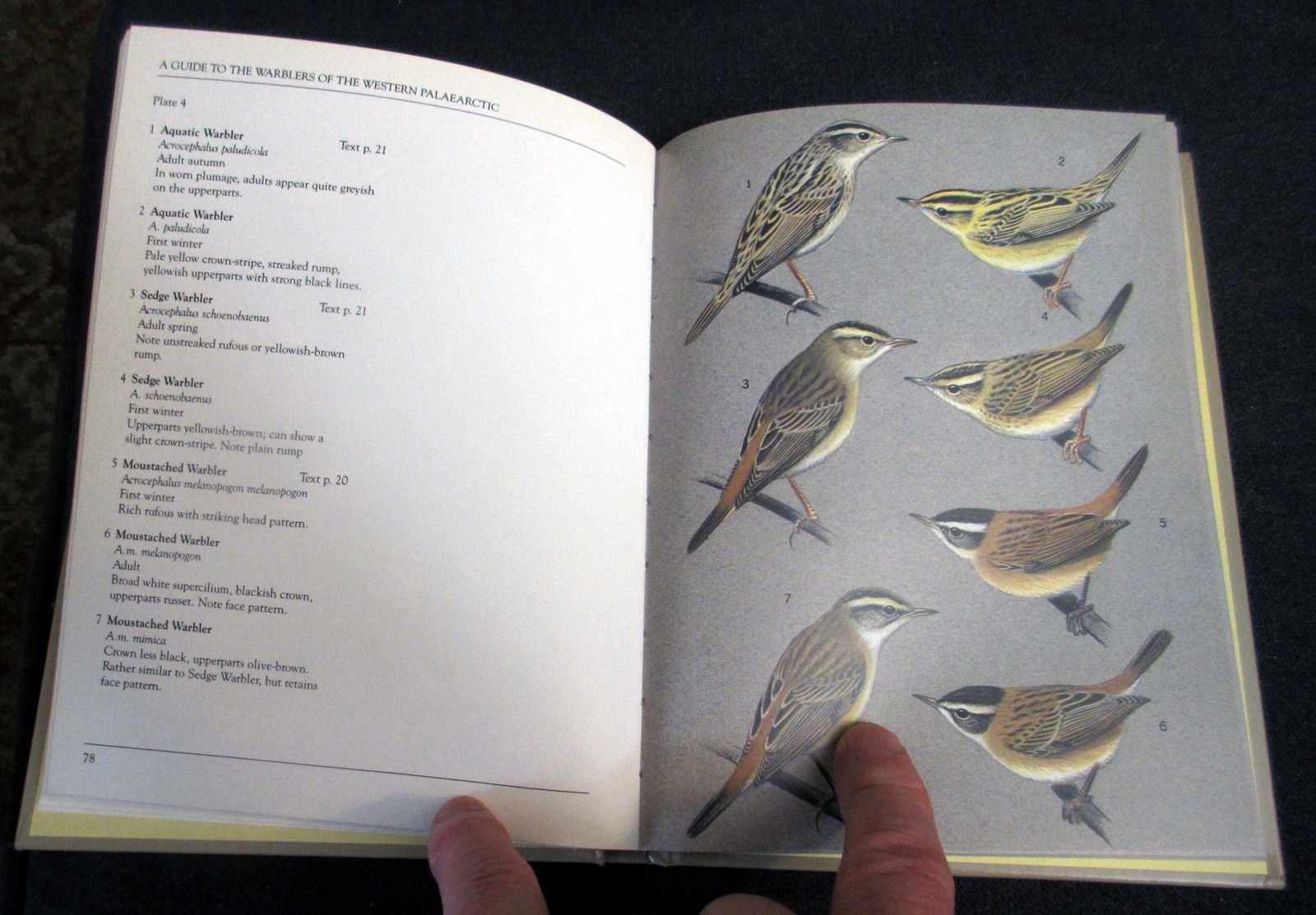 A Guide to the Warblers of the Western Palearctic – hardcover bcx
