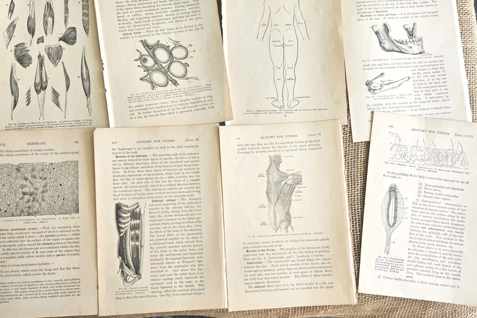 1913 Anatomy Medical Pages Diagrams 14 Pages 6″x8.5″