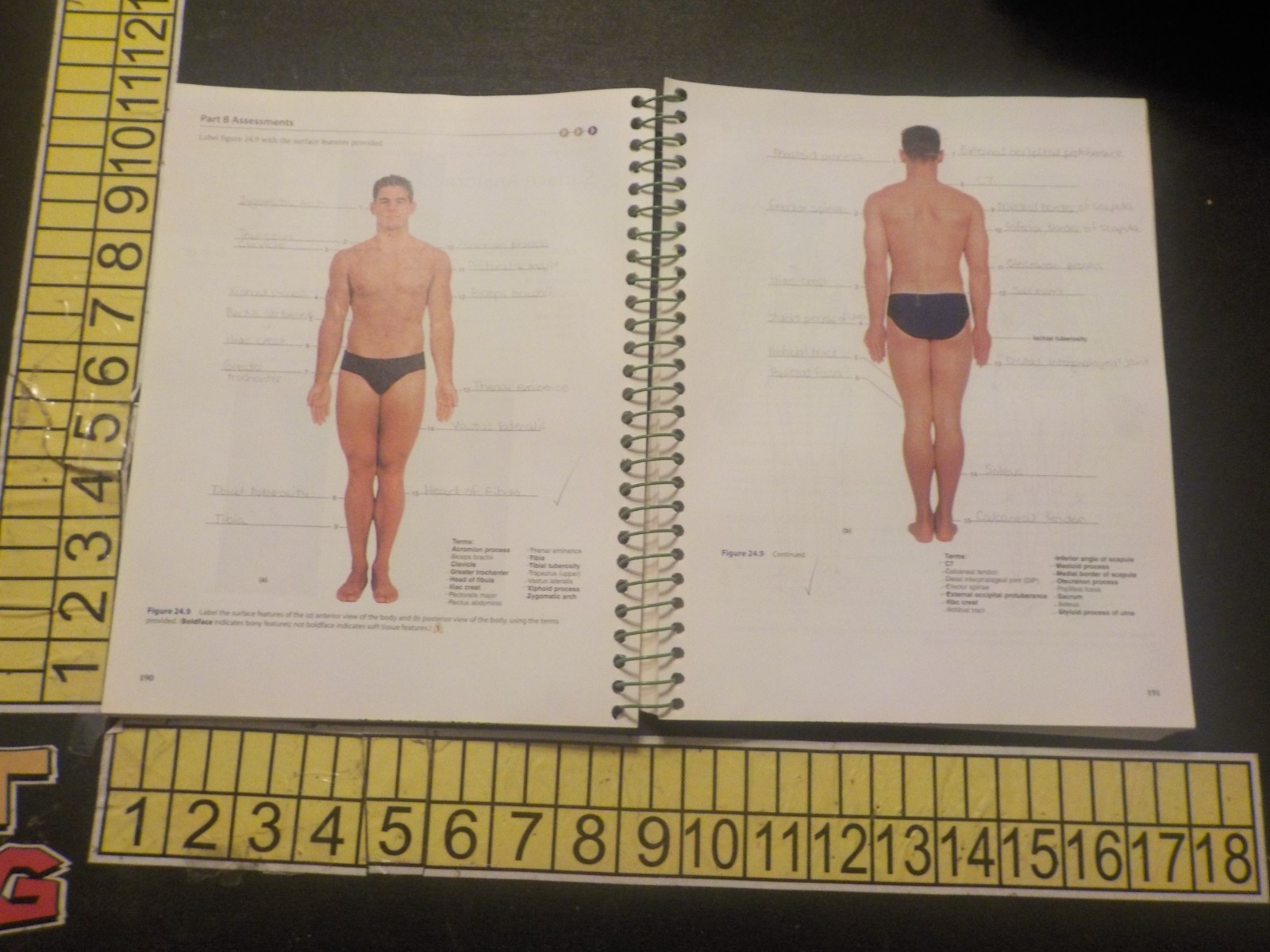 Human Anatomy and Physiology by Terry Martin (2009, Spiral / Spiral)