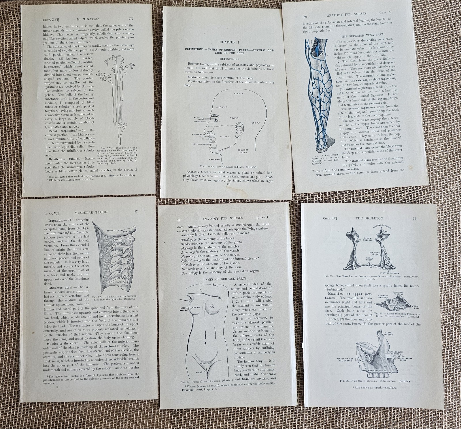 1913 Anatomy Medical Pages Diagrams 14 Pages 6″x8.5″