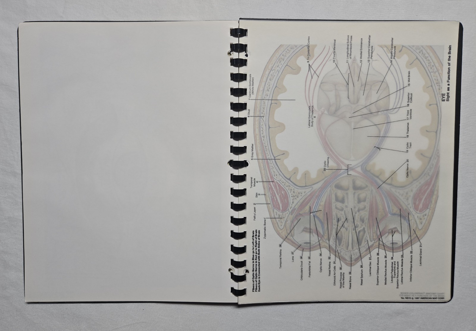 Schick Notebook Charts Human Anatomy Softcover Spiral Bound Book (1987)