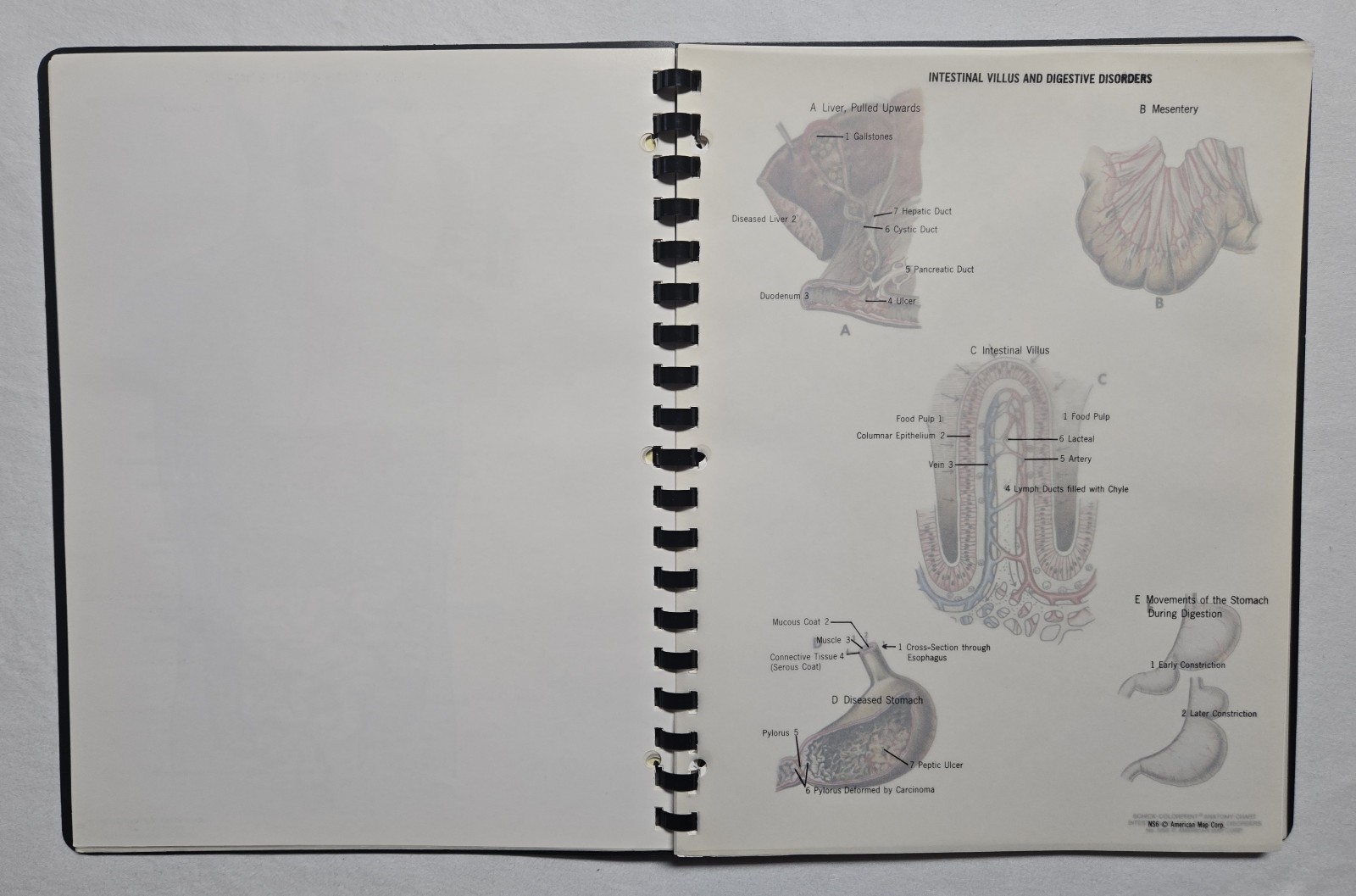 Schick Notebook Charts Human Anatomy Softcover Spiral Bound Book (1987)
