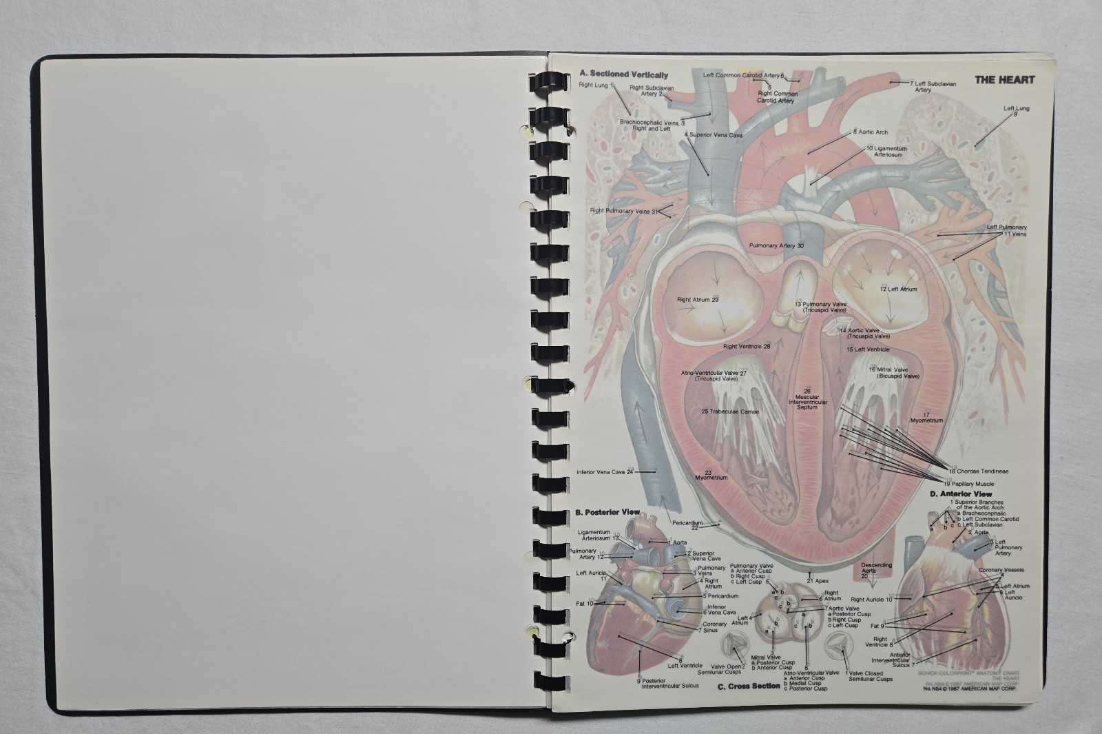 Schick Notebook Charts Human Anatomy Softcover Spiral Bound Book (1987)