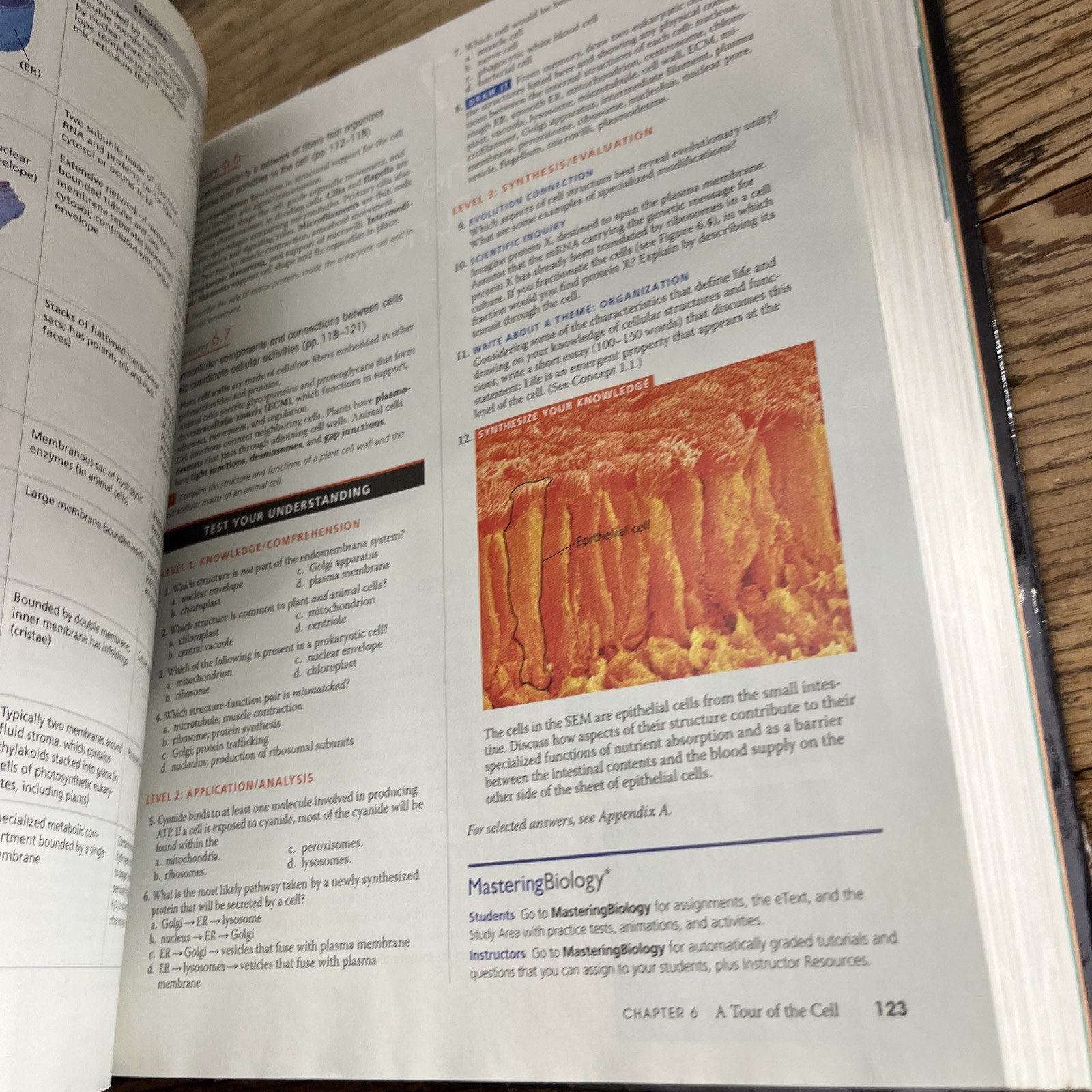 Campbell Biology by Peter V. Minorsky, Robert B. Jackson, Michael L. Cain, Lisa