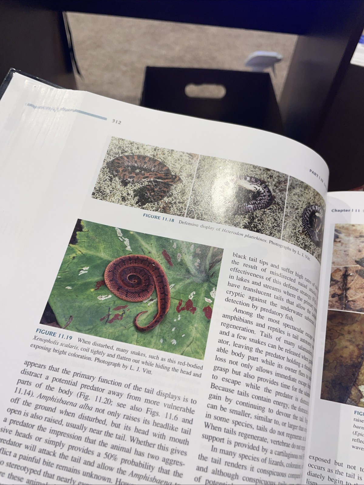 Herpetology: An Introductory Biology of Amphibians and Reptiles by Laurie J Vitt