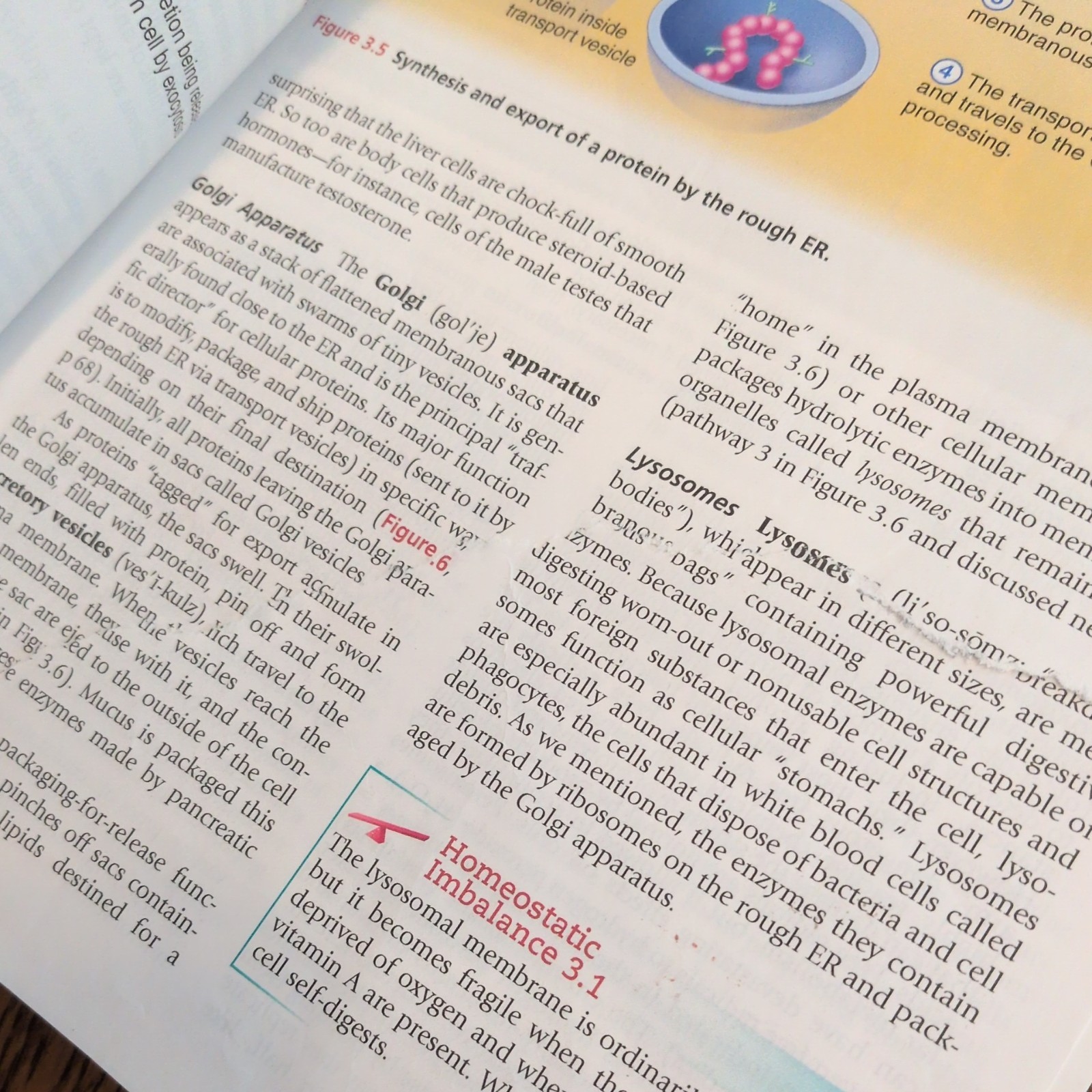 Essentials of Human Anatomy and – Paperback, by Suzanne Keller Acceptable 13 ed