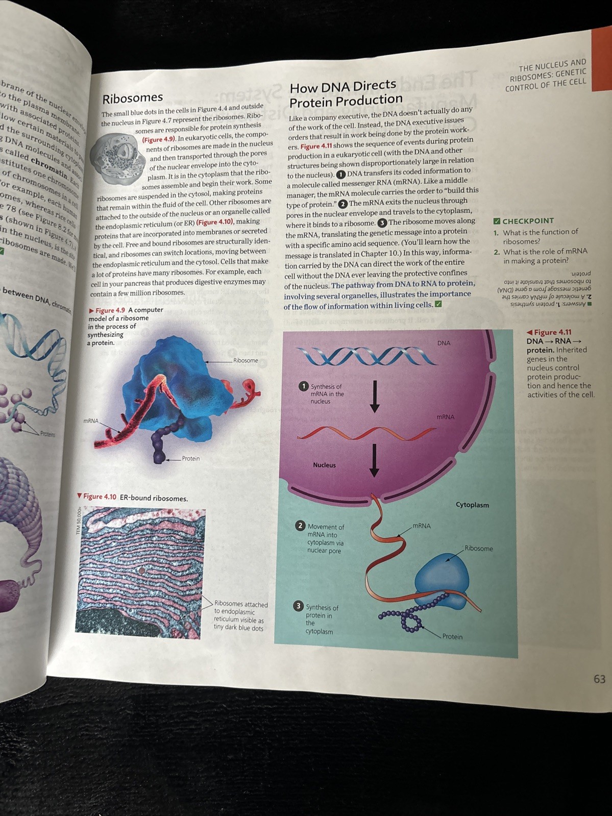 Campbell Essential Biology with Physiology 6th Edition by Simon, Dickey, Reece