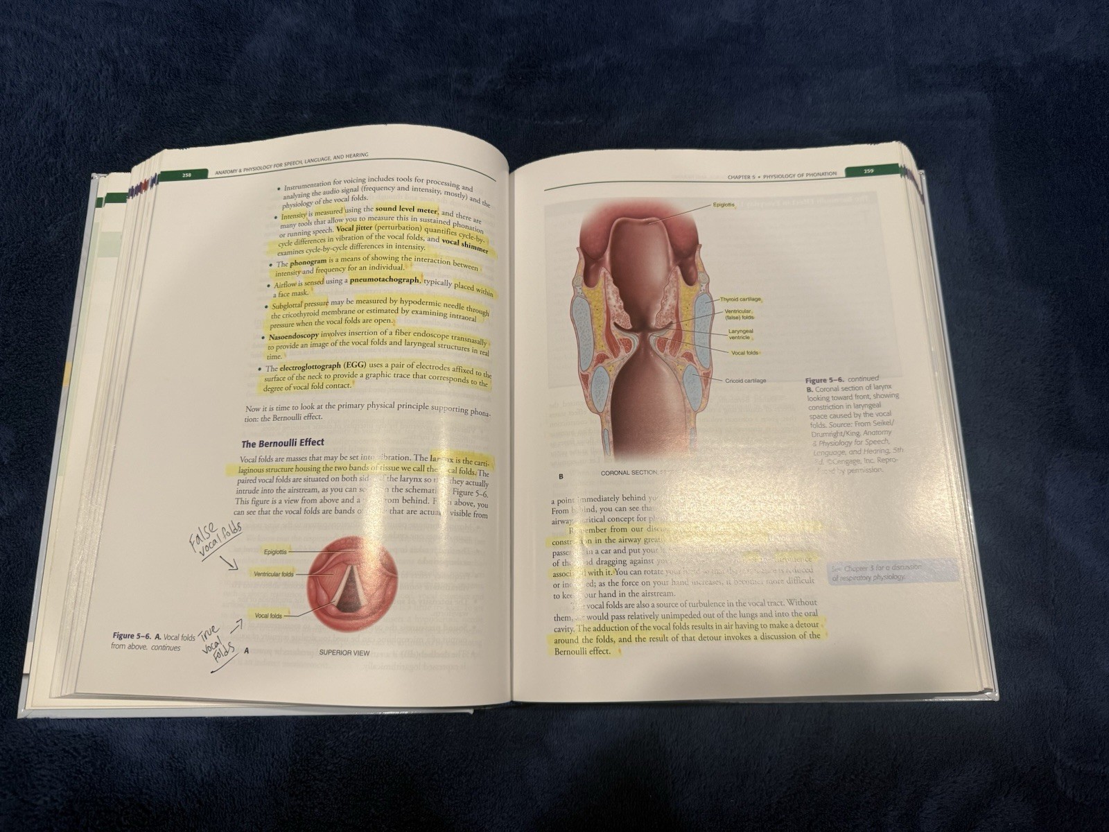 Anatomy & Physiology for Speech, Language, and Hearing (2019, Hardcover)