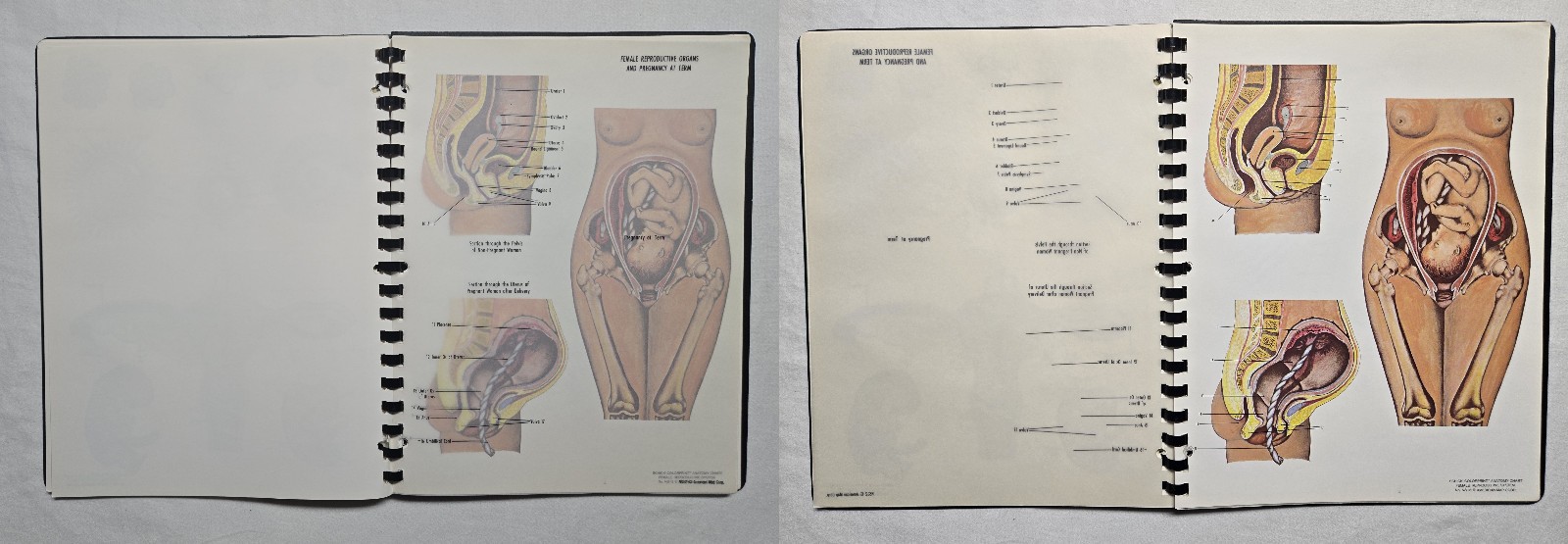 Schick Notebook Charts Human Anatomy Softcover Spiral Bound Book (1987)