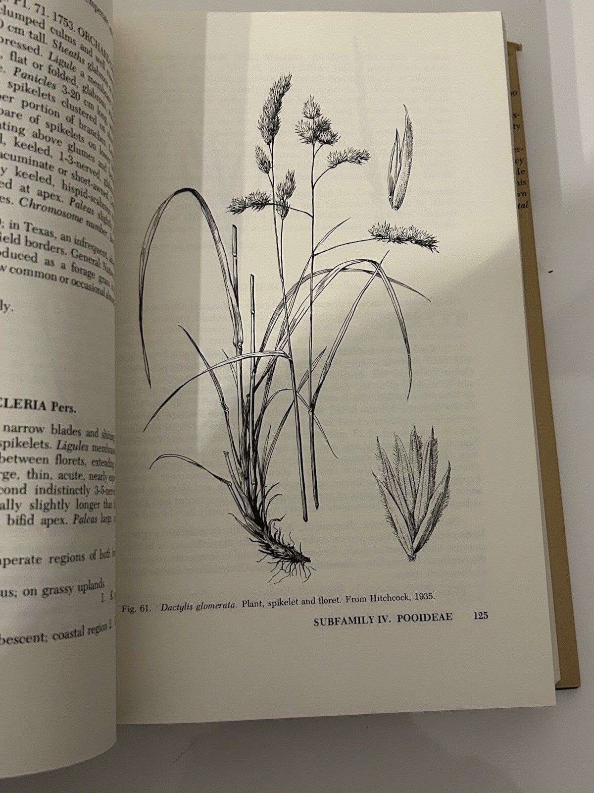 The Grasses of Texas By Frank W Gould 1975 HC Dust Jacket Texas A&M Press