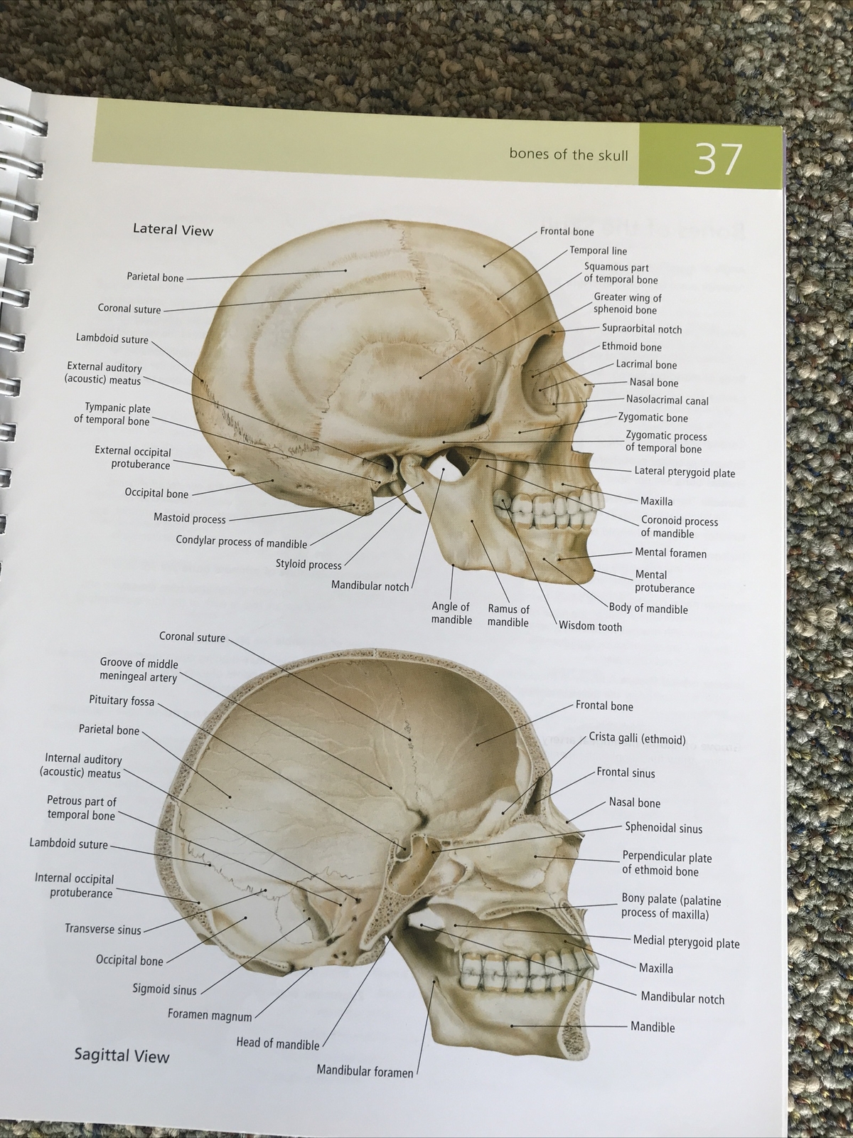 barrons the anatomy students self test visual dictionary 304pages 2011 1st editi