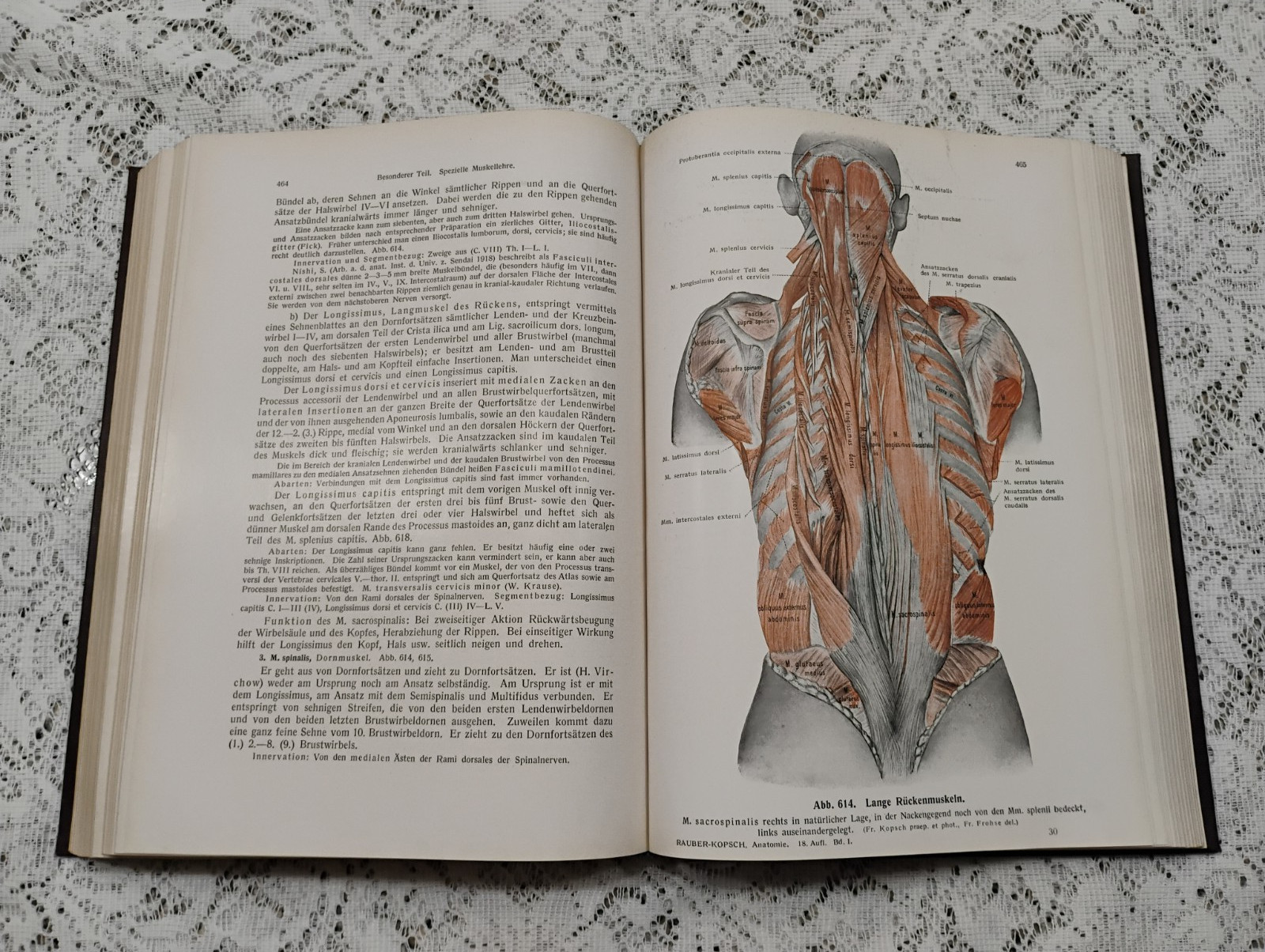 Atlas Of Human Anatomy 1952 Vol 1 In German Skeletal, Muscular General systems