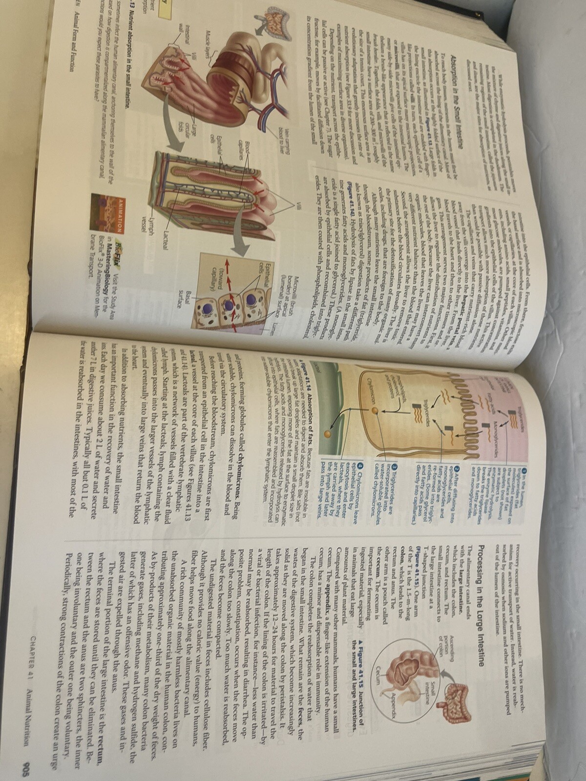 Campbell Biology by Lisa A. Urry, Peter V. Minorsky, Robert B. Jackson, Michael