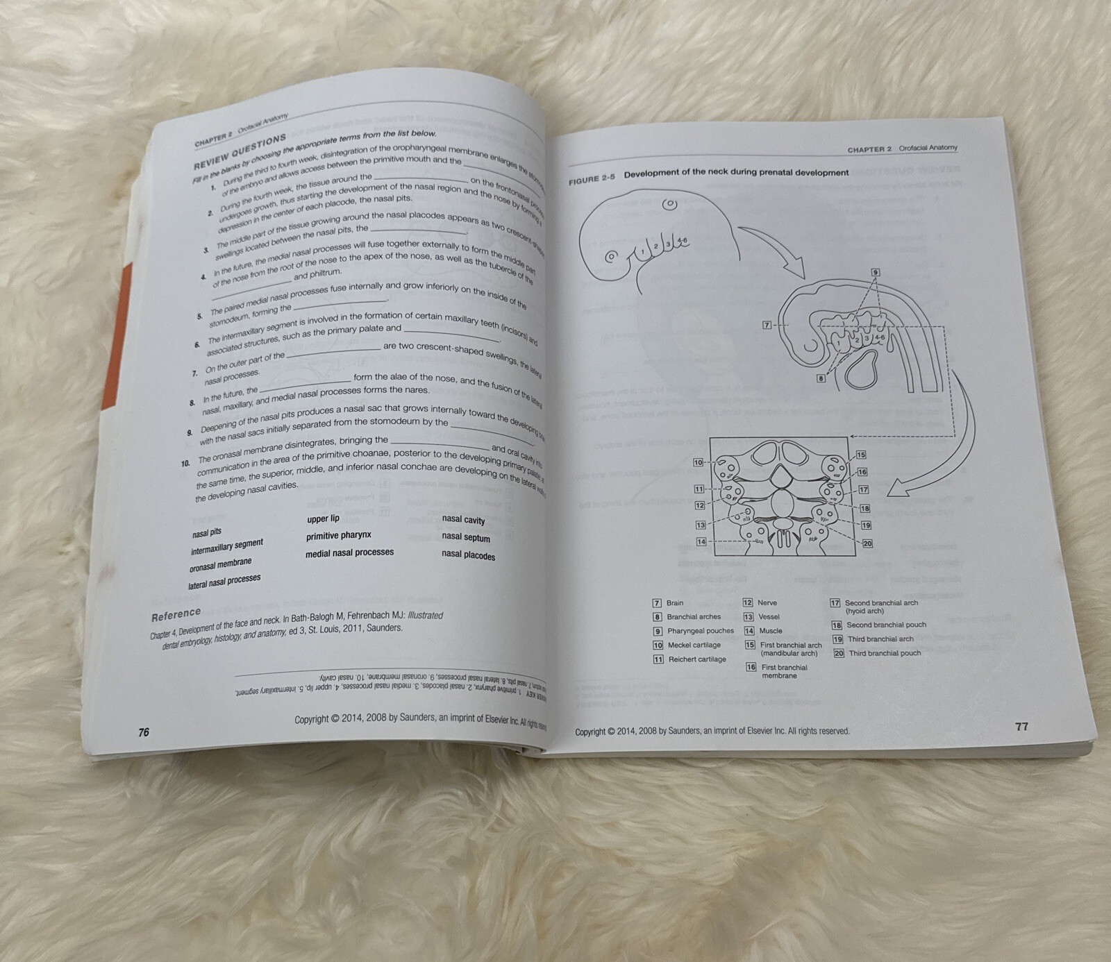 Dental Anatomy Coloring Book 2nd Edition 978-1-4557-4589-0+US SELLER+FREE SHIP