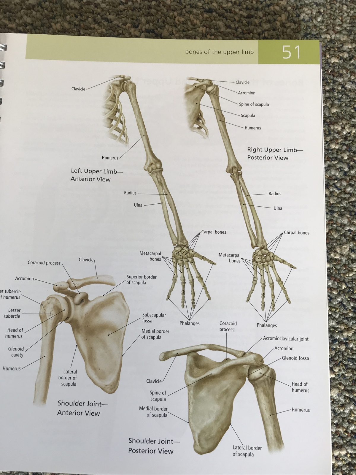 barrons the anatomy students self test visual dictionary 304pages 2011 1st editi