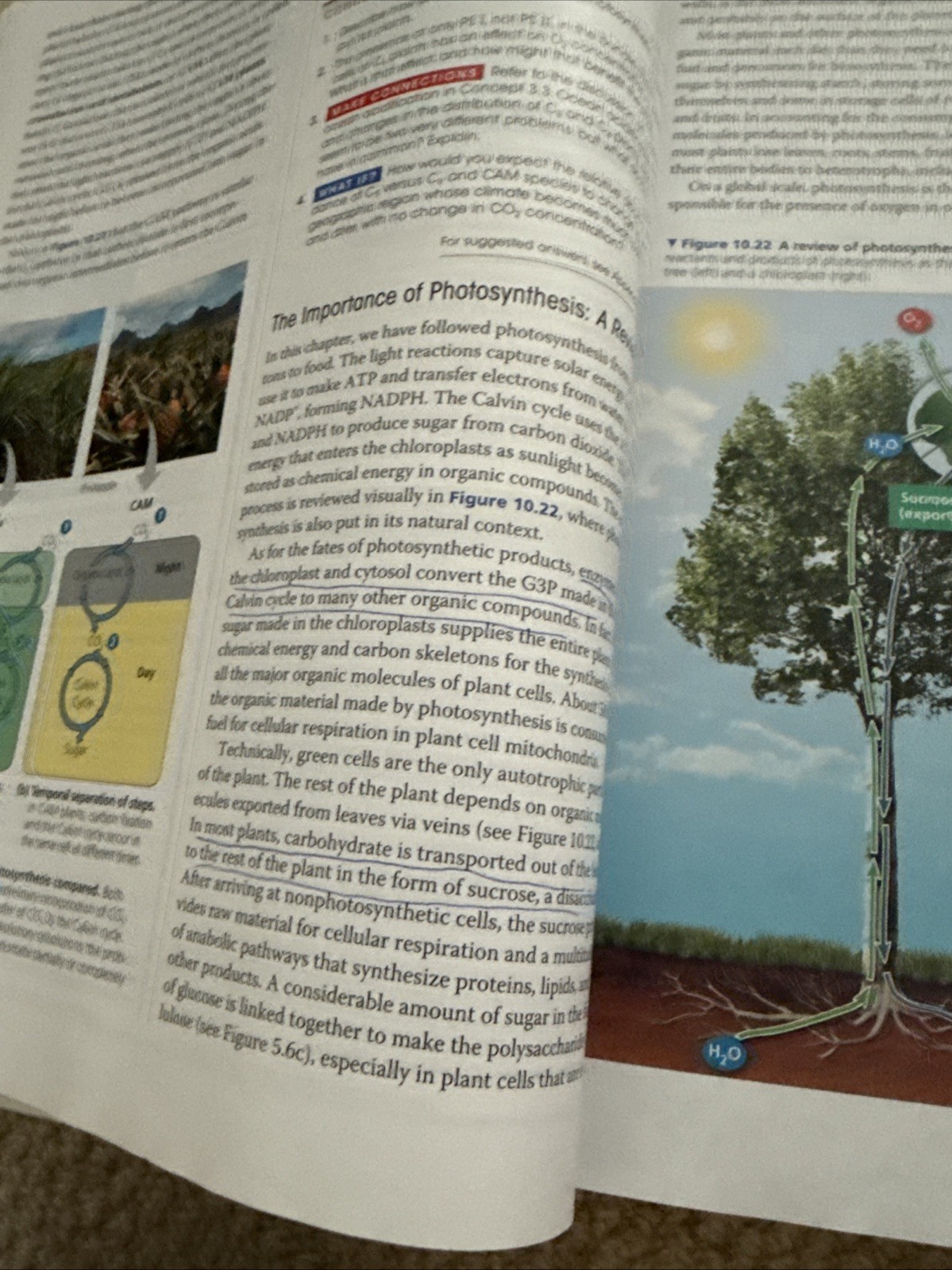 Campbell Biology by Peter V. Minorsky, et al (2013, Hardcover)