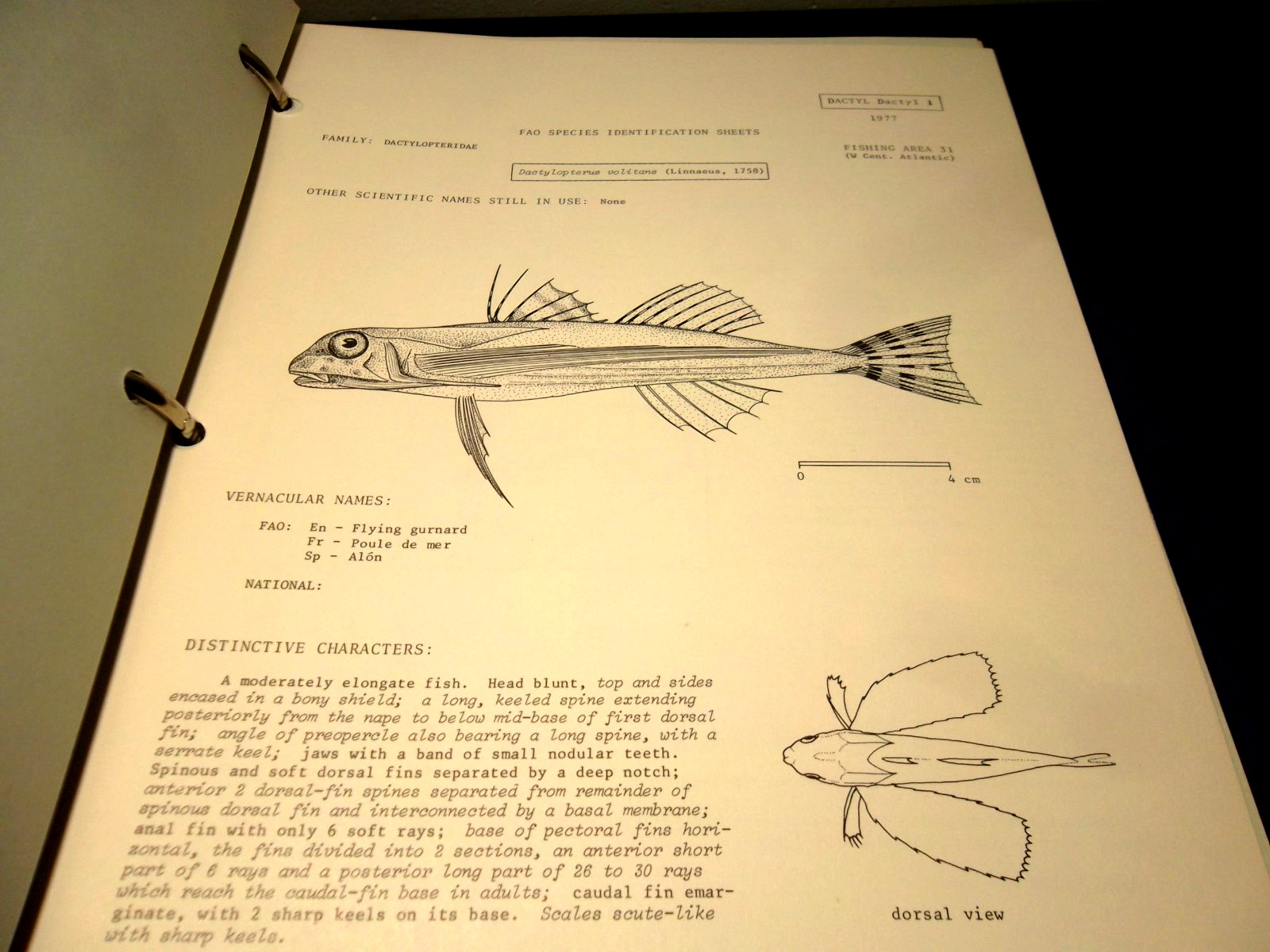 Western Central Atlantic Fishing Area 31; VOLUME 2 -Bony Fishes