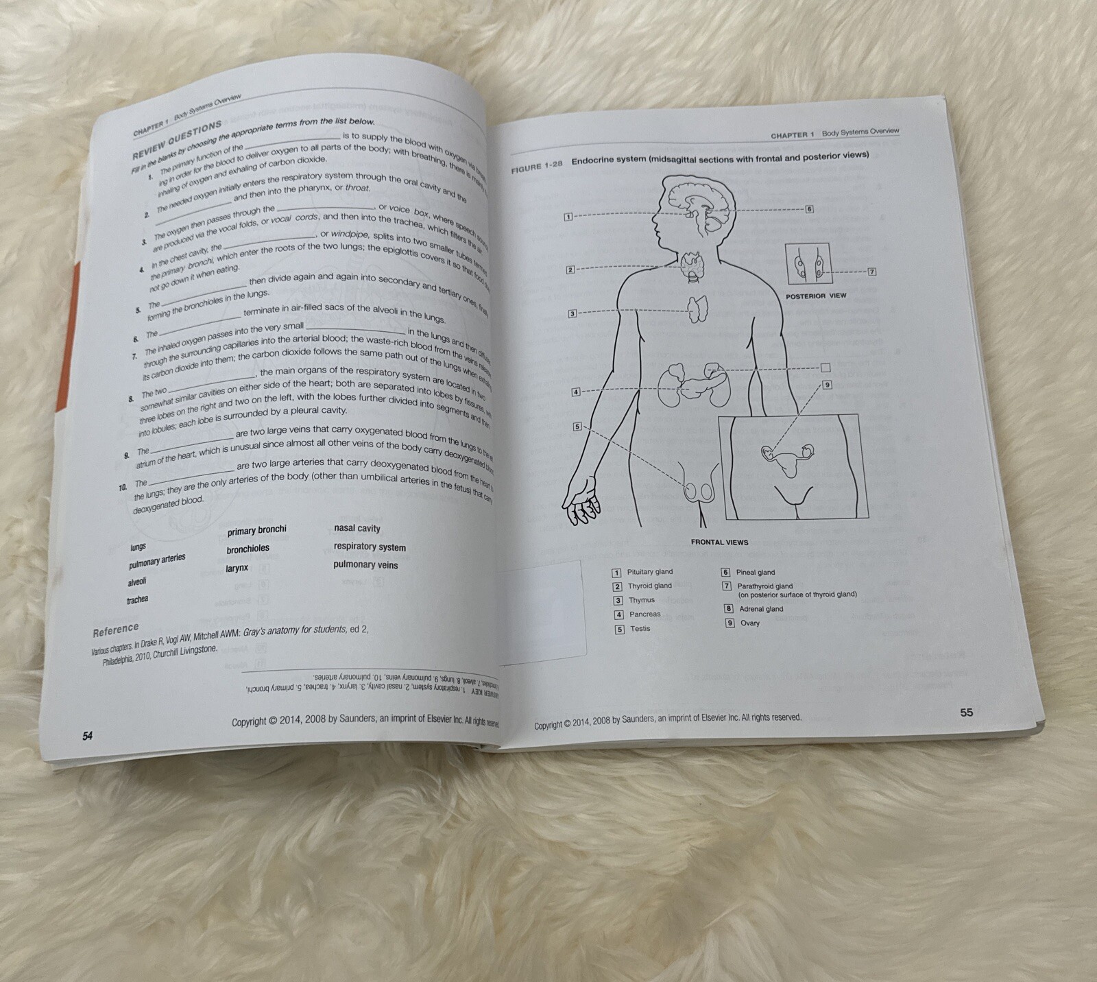 Dental Anatomy Coloring Book 2nd Edition 978-1-4557-4589-0+US SELLER+FREE SHIP