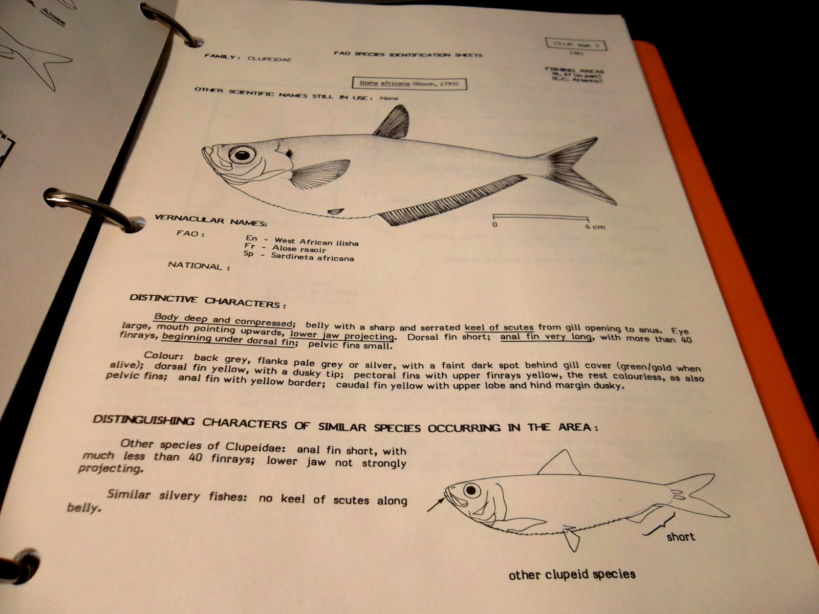 Eastern Central Atlantic Fishing Area 34, 47 (in part) VOLUME 2: Bony Fishes/Fam